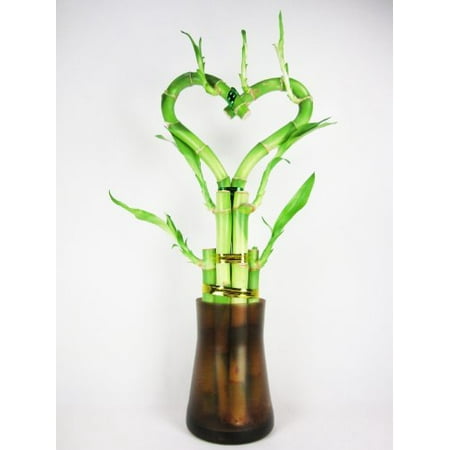 9GreenBox - Live Heart Shape 6 Style Lucky Bamboo Plant Arrangement w/ Tall Glass