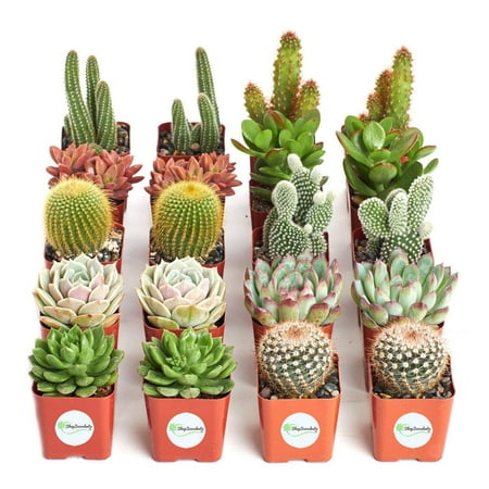 Shop Succulents Cactus and Succulent (Collection of 20 ...