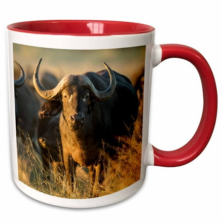 

3dRose Botswana Moremi Game Reserve Cape Buffalo standing in tall grass. - Two Tone Red Mug 11-ounce