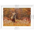 thumbnail image 5 of Art.com Cute Red Fox, Vulpes Vulpes in Fall Forest. Beautiful Animal in the Nature Habitat. Wildlife Scene Photographic Print, White Frame Wall Art, 44" x 32", 5 of 5