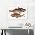 thumbnail image 2 of ARTCANVAS Croaker Squirrelfish 1754 Canvas Art Print by Mark Catesby - Size: 26" x 18" (0.75" Deep), 2 of 9