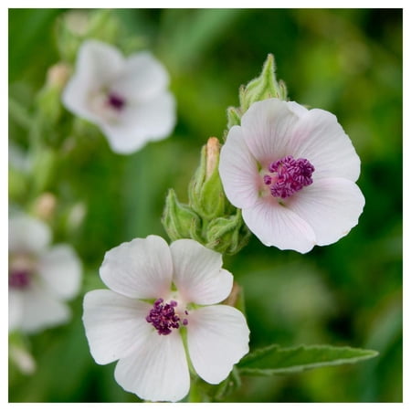 Everwilde Farms - 1/4 lb Marsh Mallow Garden Flower Seeds - Gold Vault Bulk Seed Packet