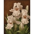 thumbnail image 2 of Levashov, Igor 15x18 White Modern Wood Framed Museum Art Print Titled - Iris Illumination II, 2 of 4