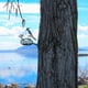 thumbnail image 4 of Hierro pájaro con decoración de Jardín patio trasero árbol arte Natural decoraciones, 4 of 9