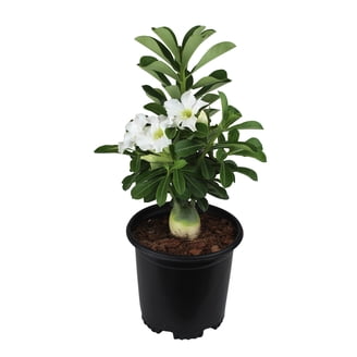 Synadenium Grantii (African Milkbush) - Rare Exotic Succulent Cactus Plant, 4" Size