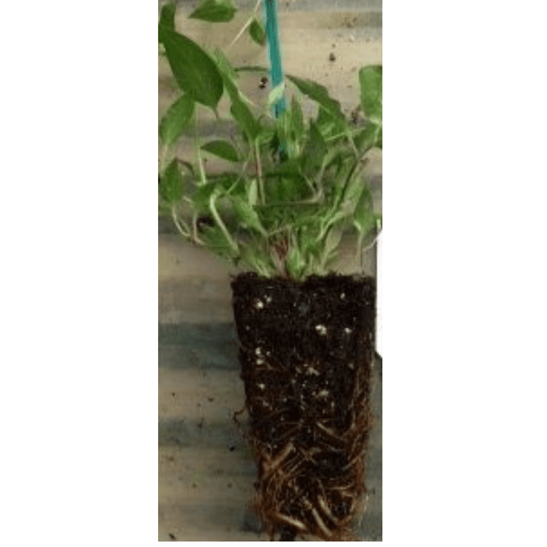 Lonicera Mandarin Honeysuckle Vine Live Plant - Outdoor Shrub - 2.5"" Pot -  Perennial" - Walmart.com