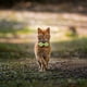 thumbnail image 5 of Pet Products Irish Festival Bow With Bells Cats Collar, 5 of 6