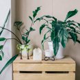 thumbnail image 1 of unbranded 3Ud Arboles Decorativas Resistentes Para Y Terrarios, 1 of 8