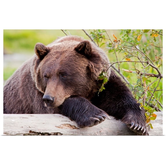 Great BIG Canvas | Rolled Doug Lindstrand Poster Print entitled A female Brown bear lays draped over a log, Alaska Wildlife Conservation Center