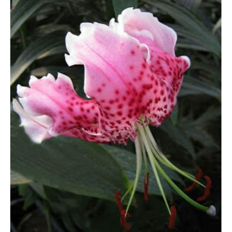 5 Uchida Rubrum Lilium/ Wild Lily of Japan Bulbs - Walmart.com