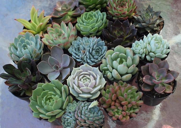 Living Succulents,Potted Flowers,Rare Succulents,Indoor Bonsai,Combined Green Plants,Cute Succulents,Cute Succulents,Wedding Decorations