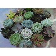 One 2.5" Succulent Rosette from The Succulent Source - Succulents for all occasions