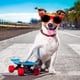 thumbnail image 5 of Rastreador GPS portátil para perros Rose-Mini, localizador de mascotas, compatible con Bluetooth, antipérdida, para perros y gatos, 5 of 5