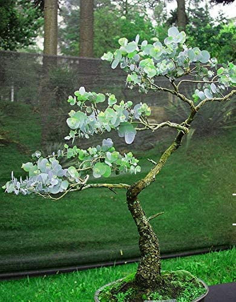 Bonsai Dwarf Weeping Willow Tree - Large Thick Trunk Cutting - Fast