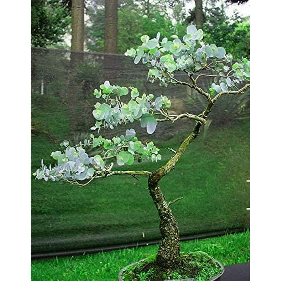 CZ Grain 25 Silver Drop Eucalyptus Bonsai Tree Plant Seeds, Fragrant Evergreen