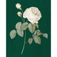 thumbnail image 3 of Wild Apple Portfolio 12x14 Black Modern Framed Museum Art Print Titled - White Roses on Green II, 3 of 5