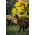 thumbnail image 2 of Stockton, Tyler 13x18 White Modern Wood Framed Museum Art Print Titled - Llama Portrait III, 2 of 4