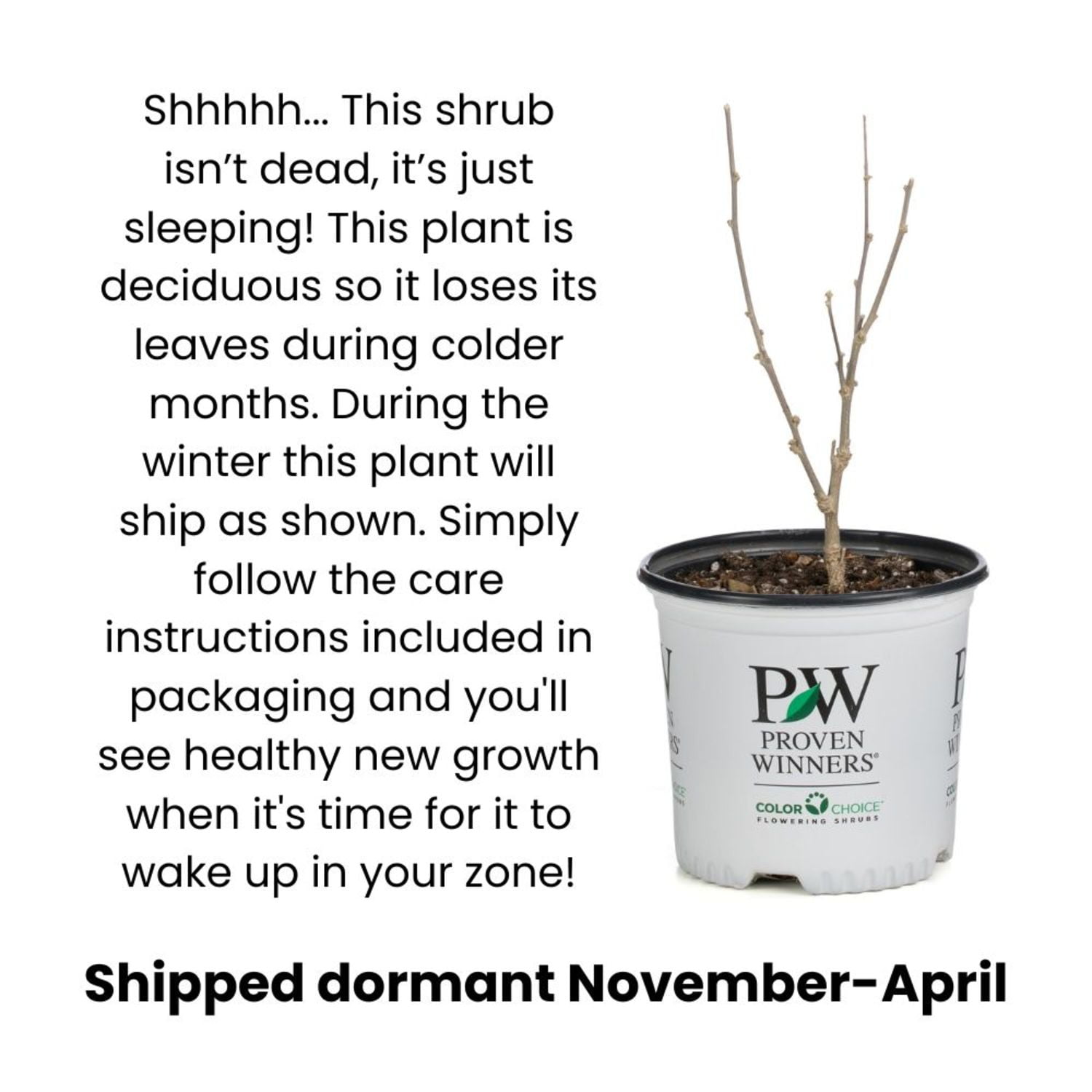 Proven Winners ColorChoice 5" Yellow Sunjoy Citrus Barberry Live Plant in 4.5" Pot (4 Count)