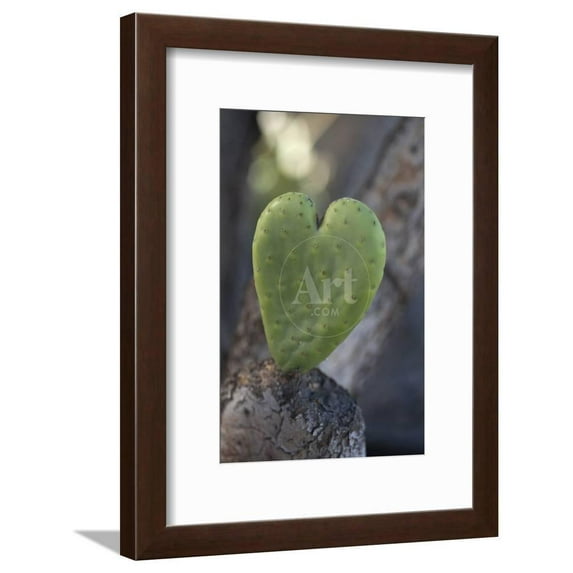 California HeartShaped Cactus, Framed Art Print Wall Art by Jaynes Gallery Sold by Art.Com