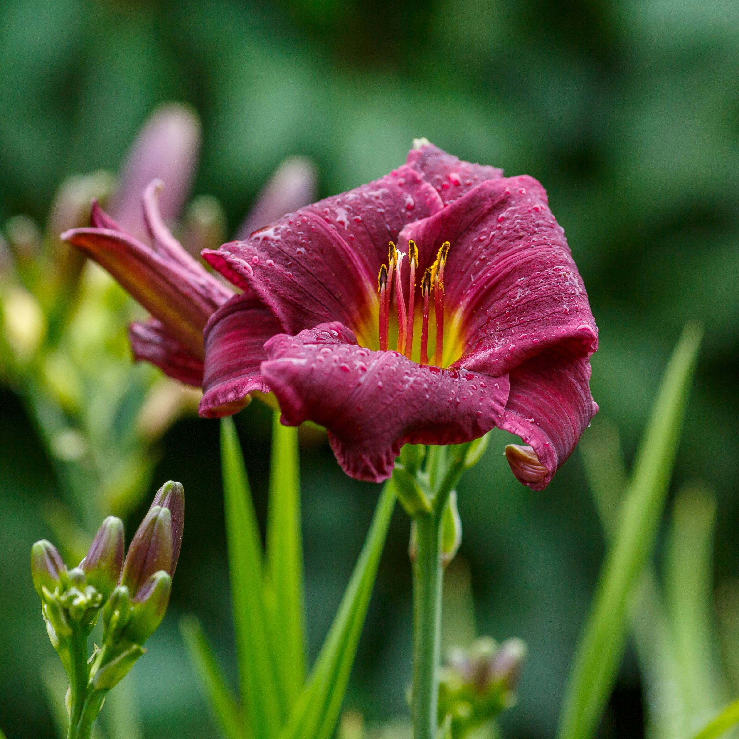 National Plant Network Bare Root Daylily Little Grapette Perennial Plant (10-Pack)