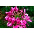thumbnail image 3 of 200 CHERRY QUEEN CLEOME Spinosa Hassleriana Carmine Rose Spider Flower Seeds, 3 of 9
