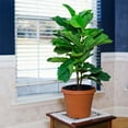 thumbnail image 5 of Liquid Fiddle Leaf Fig Fertilizer 8oz. of Premium Concentrated Indoor Ficus Food, Get Big Leaves and Healthy Plants, 5 of 5