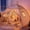 Golden Beige, variant on Twin Bed Tent for Kids Indoor, Toddler Bed Canopy with Star Lights & Flags, Twin Size Teepee Tents for Boys Girls Inside Bedroom (Pink)