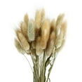 thumbnail image 2 of 50PCS Dried Bunny Tail Grass, Dried Pampas Grass Natural Dried Lagurus ovatus for Boho Home Wedding Decor Dried Flowers Arrangements, 2 of 8