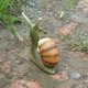 thumbnail image 5 of Halloween Y Artesanías De Resina De Caracol, Escultura De Esqueleto De Caracol, Adornos De Animales Para Jardín, Patio, Plantas En Maceta Scienceny HA039942-01, 5 of 6