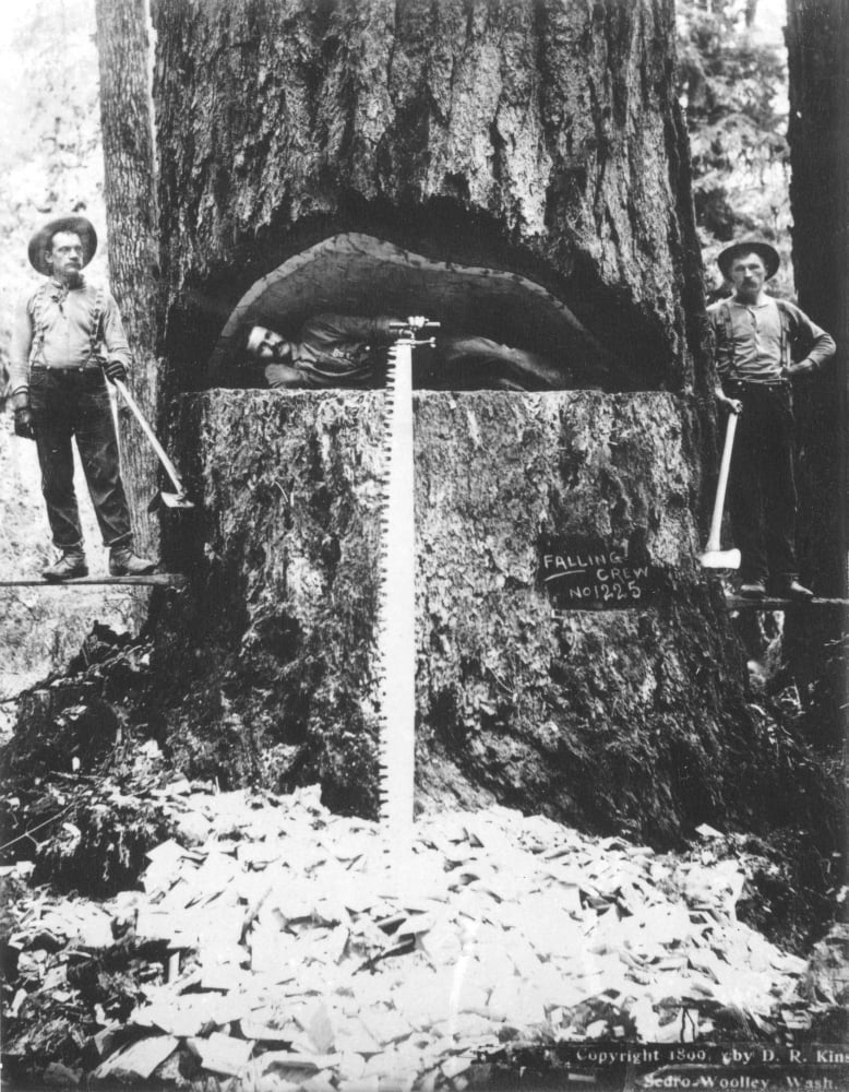Lumberjacks, 1899. /Nlumberjacks In Washington State Photographed In 1899  By Darius Kinsey. Poster Print by (18 x 24) - Walmart.com