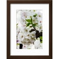 thumbnail image 2 of Beautiful Cherry Blossom in Full Bloom in Tokyo Imperial Palace East Gardens, Tokyo, Japan, Asia, Botanical Framed Art Print Wall Art by Martin Child Sold by Art.Com, 2 of 5
