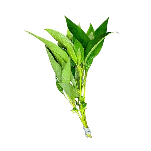 Hygrophila Angustifolia (Hygro. Corymbosa) Hygro. Willow Buy3get1free | Live Aquarium Plants