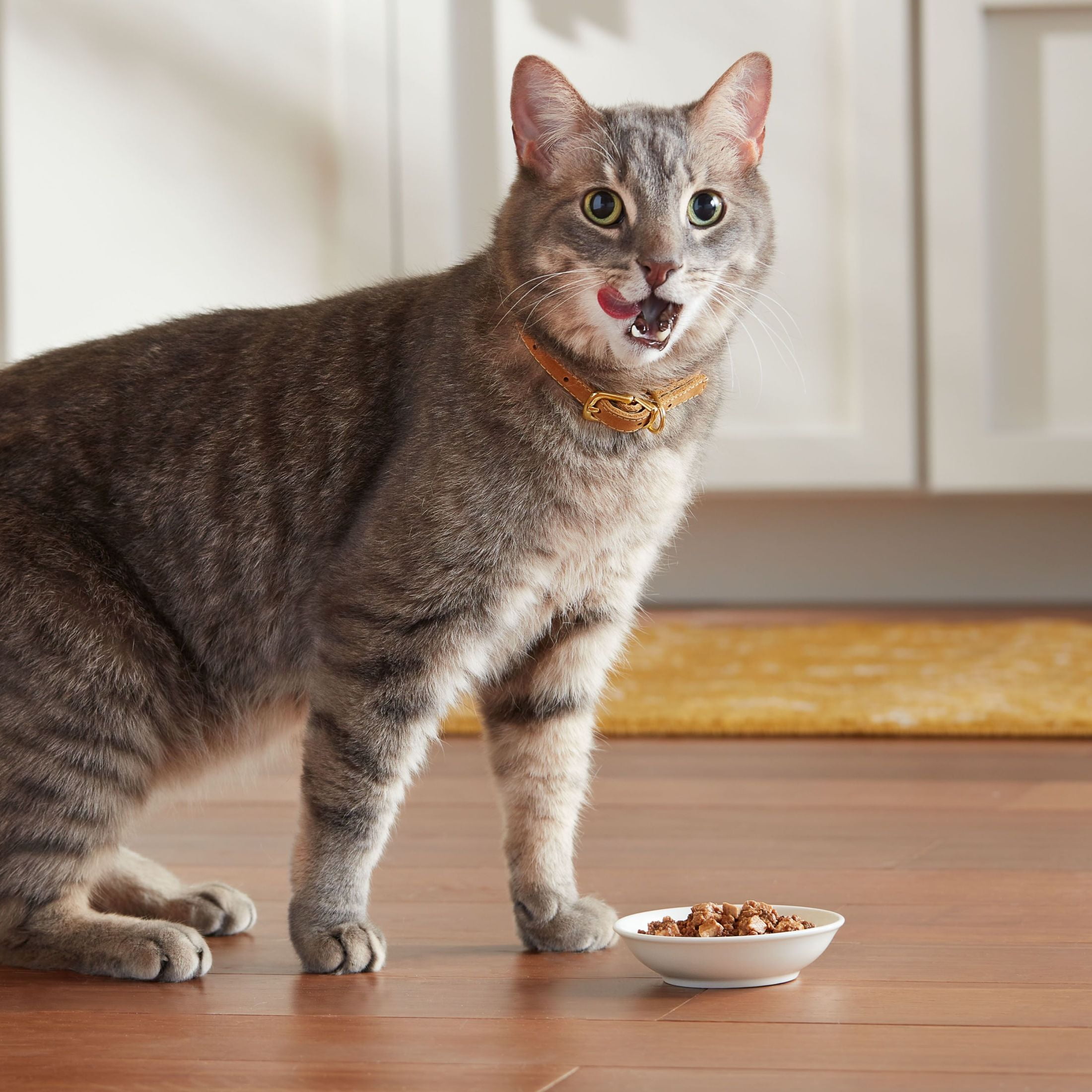 Meow Mix Tenders in Sauce with Turkey and Giblets Wet Cat Food, 2.75 oz cup (Packaging And Formulation Updates Underway)