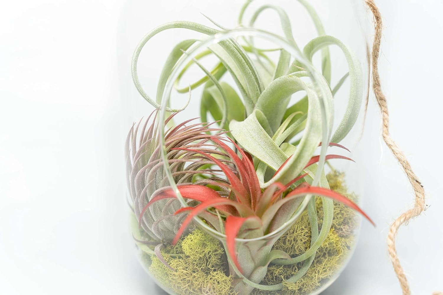 Air Plant Shop Capsule Terrarium with Moss and Tillandsia Air Plants - Wholesale and Bulk - Succulents - Live Tillandsia - Easy Care Indoor and Outdoor House Plants