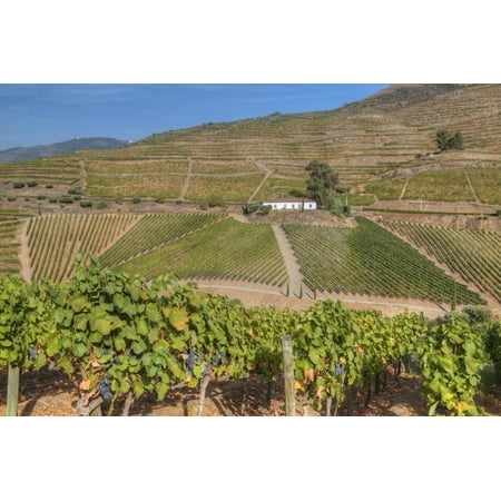 Vineyards, Quinta do Crasto, Alto Douro Wine Valley, UNESCO World Heritage Site, Portugal, Europe Print Wall Art By Richard