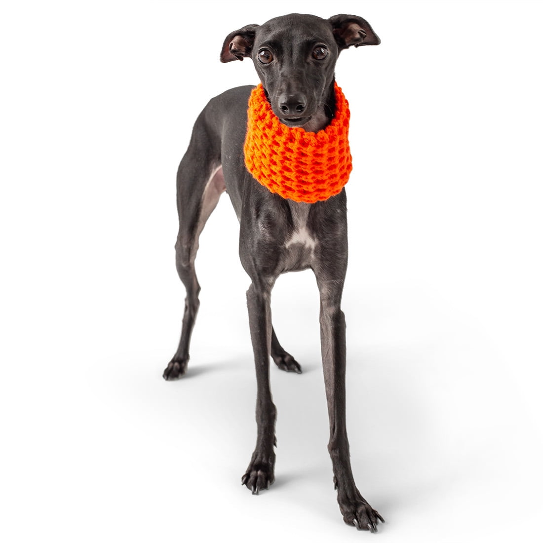 orange dog scarf