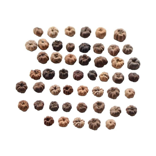50 Uds Mini vainas Putka decoración de frutos secos naturales relleno de cuenco calabazas en miniatura relleno de jarrón Mini vainas de calabaza para