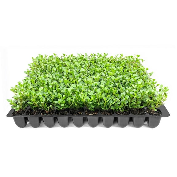 Winter Green Korean Boxwood - 20 Live Plants - Buxus Microphylla - Fast Growing Cold Hardy Formal Evergreen Shrub