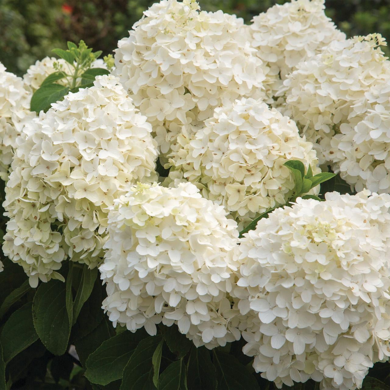 Southern Living Hydrangea White Wedding Live Shrub in 2-Gallon Grower Pot