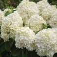 thumbnail image 4 of Southern Living Hydrangea White Wedding Live Shrub in 2-Gallon Grower Pot, 4 of 11