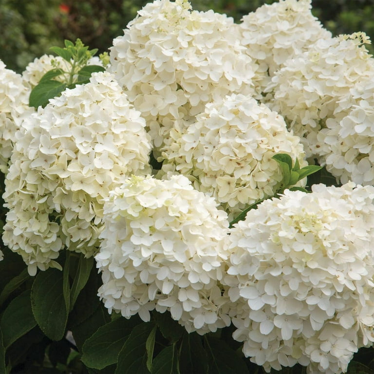 Southern Living Hydrangea White Wedding Live Shrub in 2-Gallon