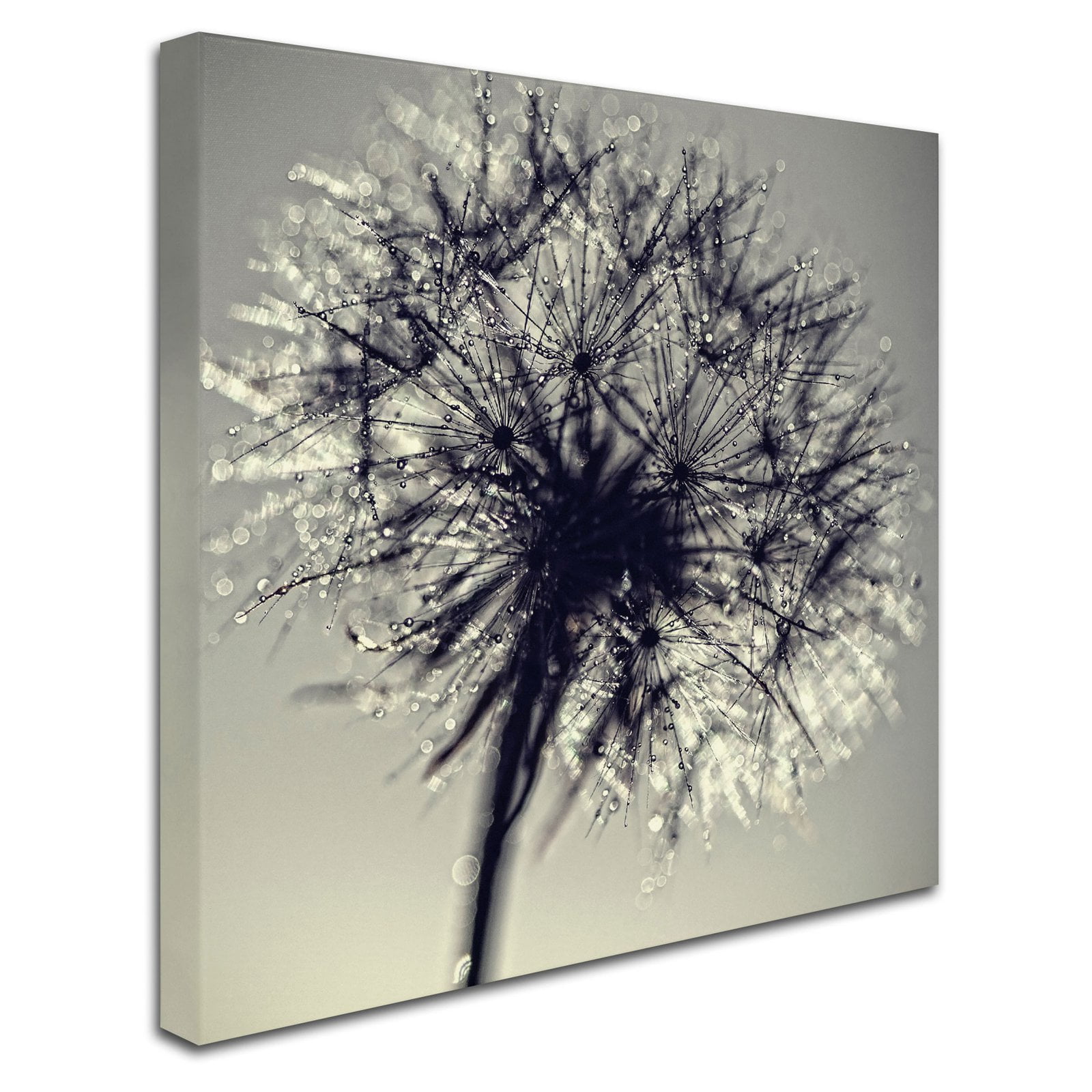 Trademark Fine Art "Morning Sparkles" Canvas Art by Beata Czyzowska Young