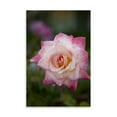 thumbnail image 2 of Gango Home Decor Pink Rose by Karyn Millet (Printed on Paper); One 24x36in Fine Art Paper Giclee Print, 2 of 4