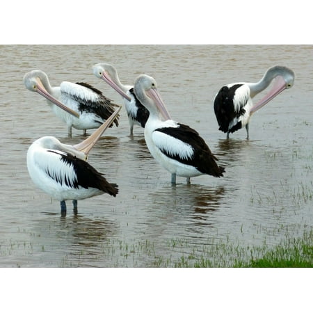 Framed Art for Your Wall Pelicans Australian Pelican Water Bird 10x13 Frame