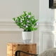 thumbnail image 5 of Pothos autorriego | Maceta apilable para suculentas y plantas de interior | Sistema de riego automático con mecha | Maceta de plástico de una pieza, 5 of 6
