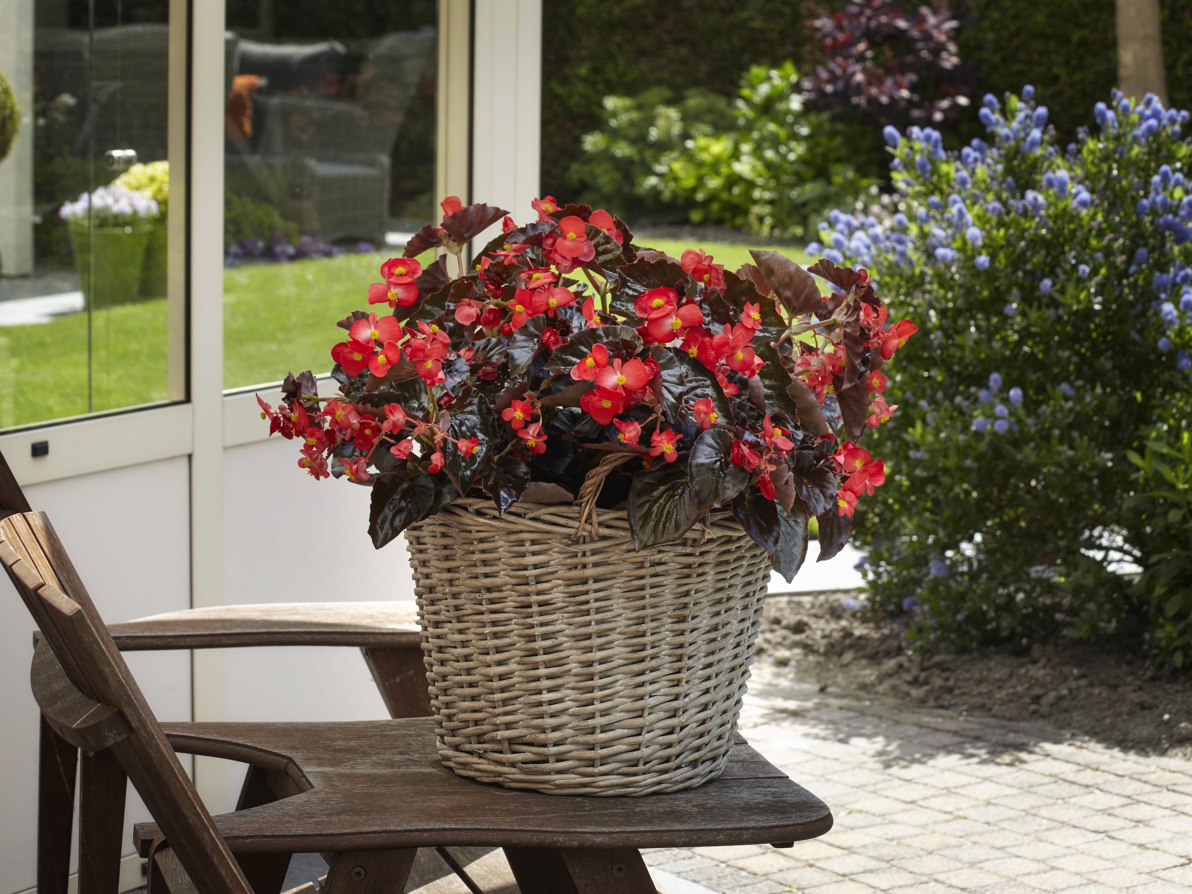 Expert Gardener 1.5G Begonia Senator Iq Series Scarlet Hanging