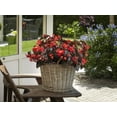 thumbnail image 4 of Expert Gardener 1.5G Begonia Senator Iq Series Scarlet Hanging Basket Live Plant, 4 of 6