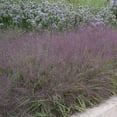 thumbnail image 3 of 1 Gal. Pot, Purple Love Ornamental Grass Perennial Plant - 1 plant per offer, 3 of 4