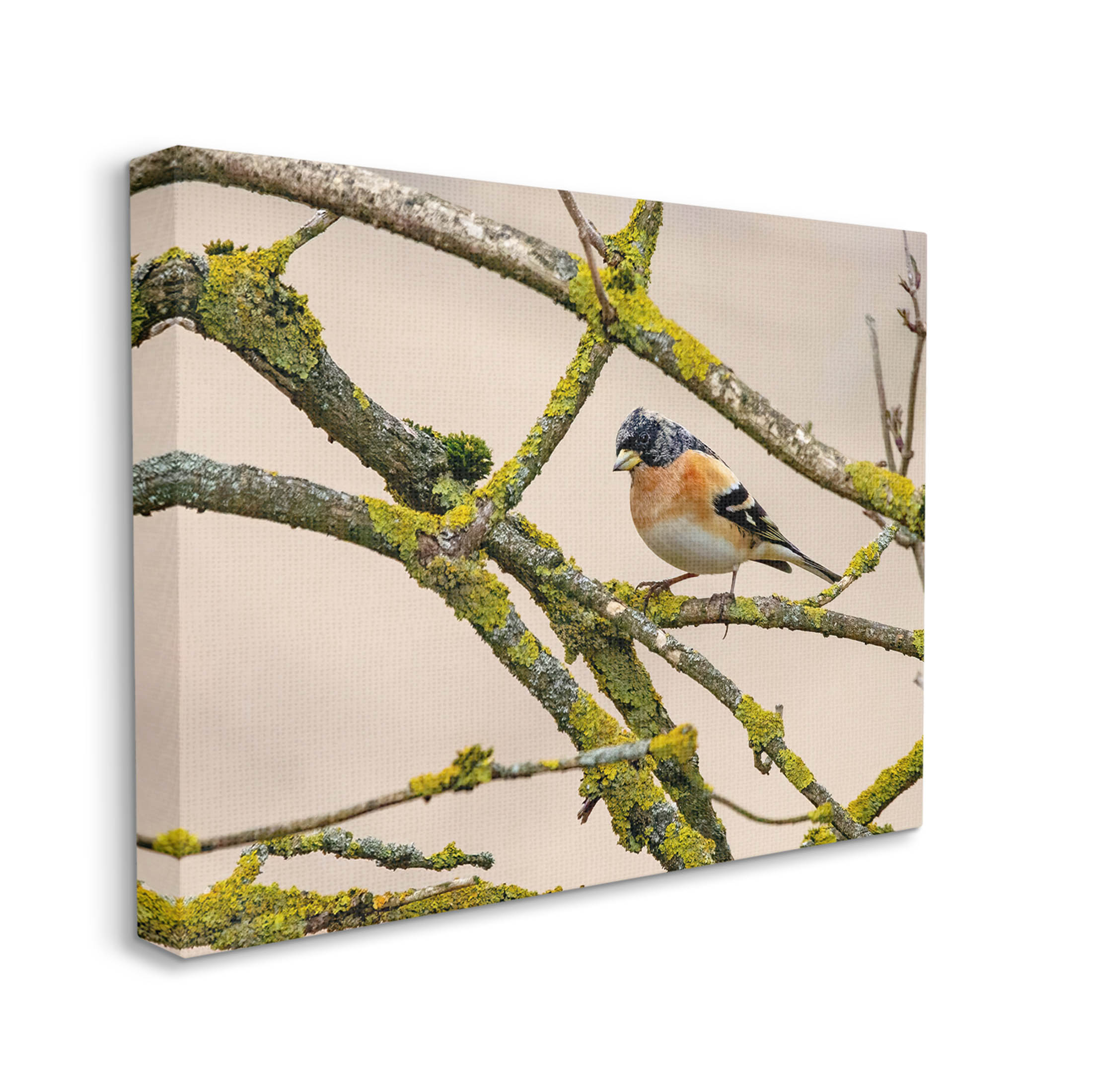 Stupell Industries Orange Bird Mossy Tree Branch Photograph Gallery Wrapped Canvas Print Wall Art, Design by Lil' Rue