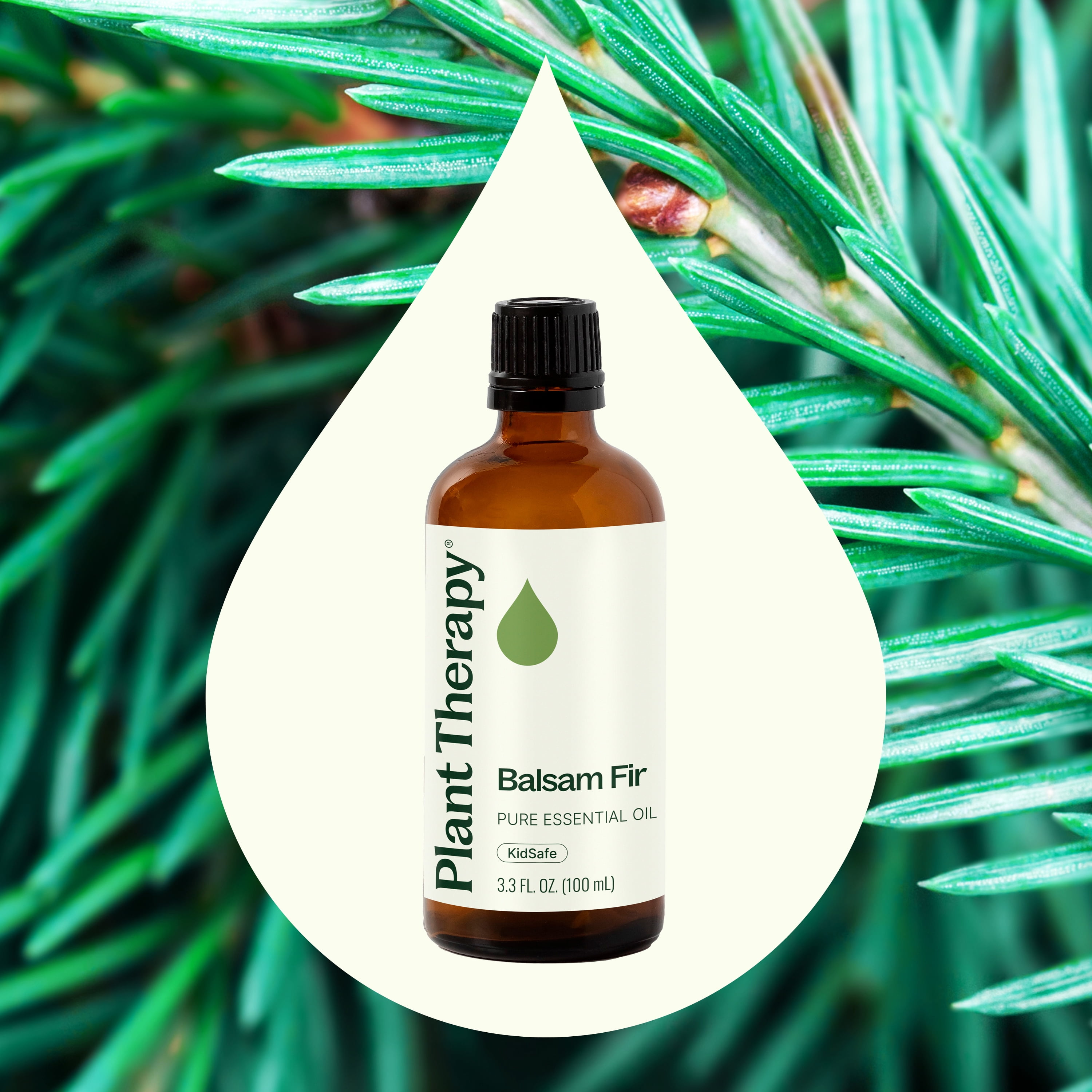 Plant Therapy Balsam Fir Essential Oil 100 mL (3.3 oz) 100% Pure, Undiluted, Natural Aromatherapy
